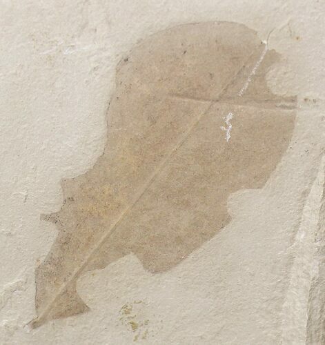 Fossil Legume Leaf - Green River Formation #20220